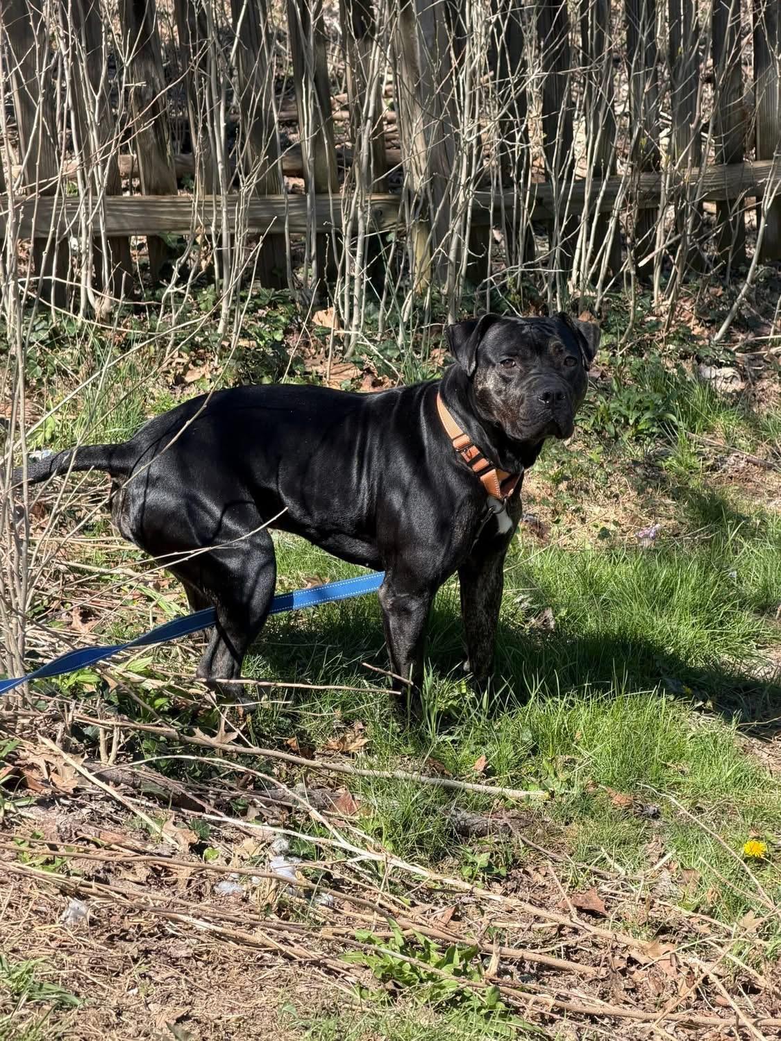 Enlarge Dottie, an adoptable mixed breed in White Oak, PA image 5/6