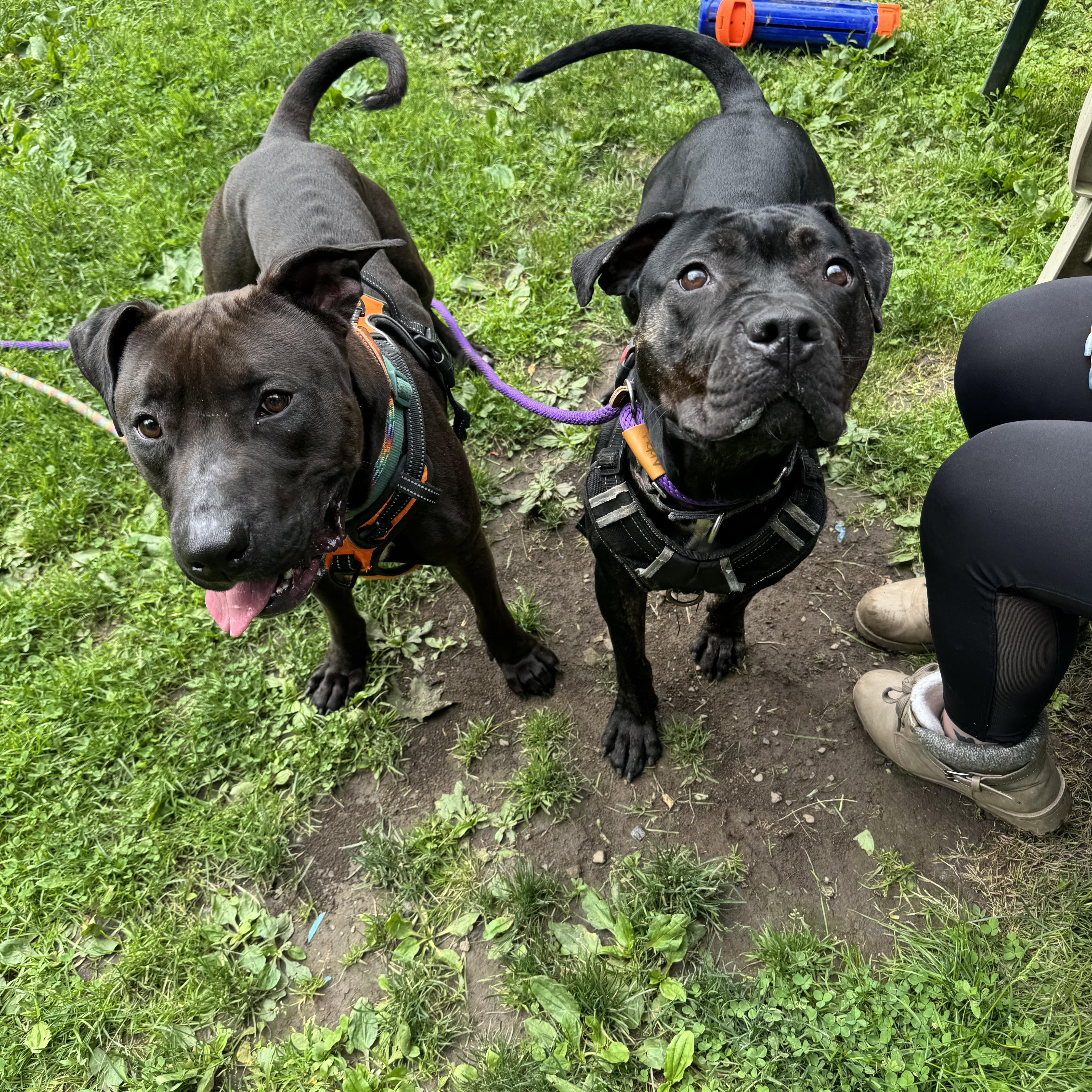 Enlarge Dottie, an adoptable mixed breed in White Oak, PA image 6/6