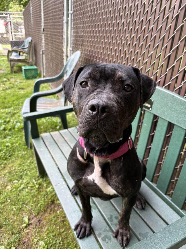 Enlarge Dottie, an adoptable mixed breed in White Oak, PA image 3/6