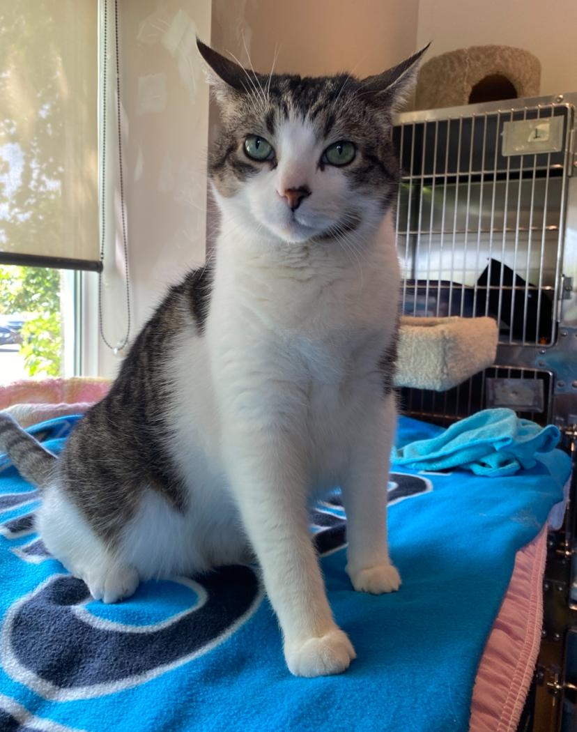 Oink, Adult Male Domestic Short Hair