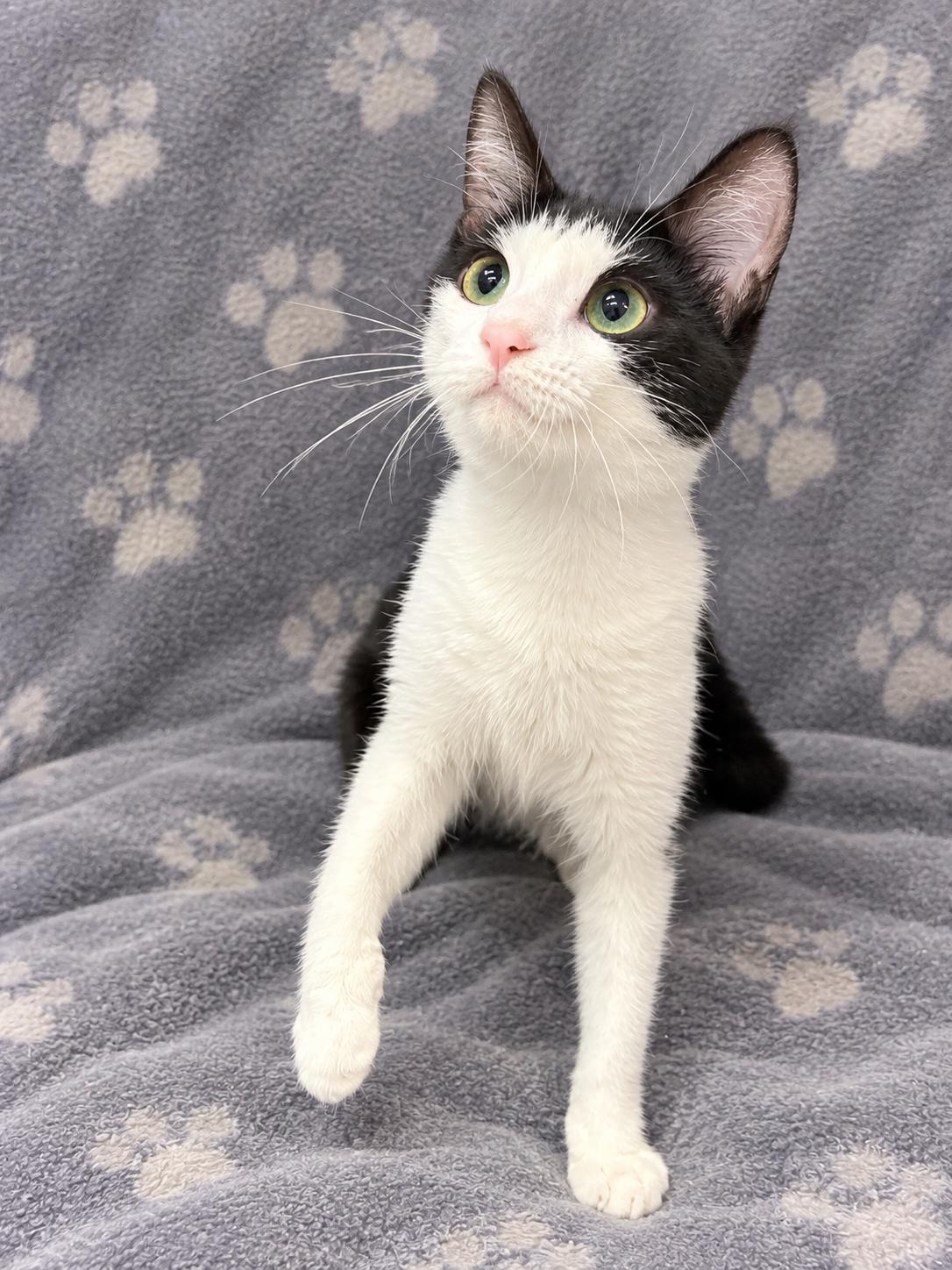 Enlarge TRIX, a Adopted Domestic Short Hair in Tillsonburg, ON image 1/4