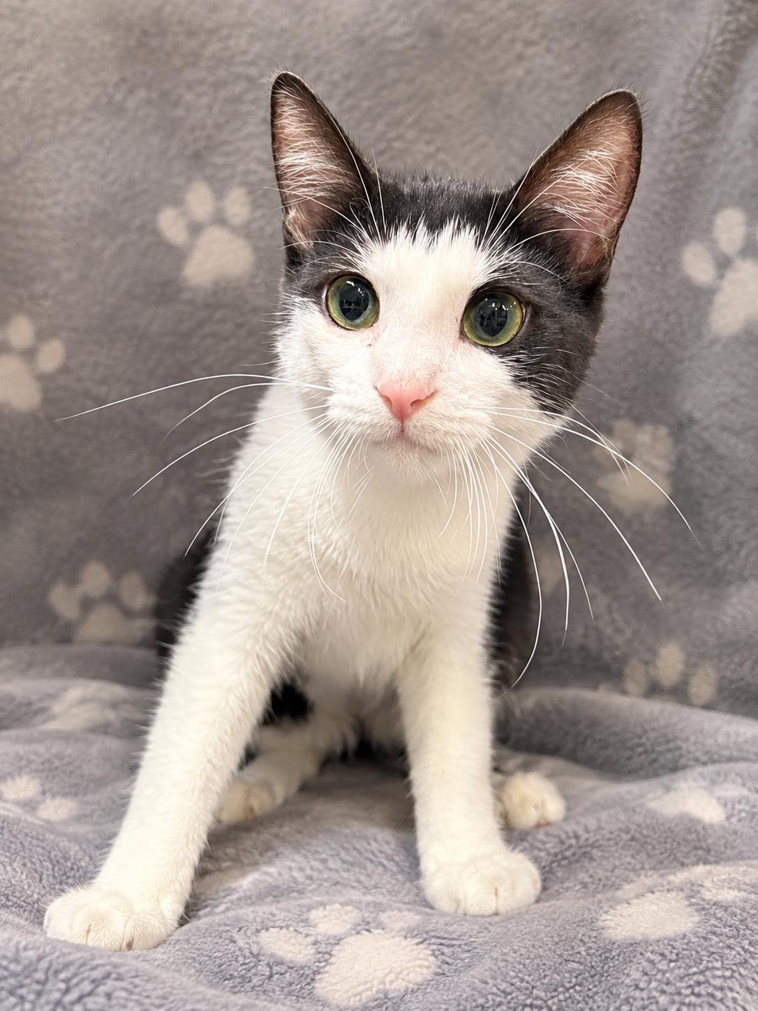 Enlarge TRIX, a Adopted Domestic Short Hair in Tillsonburg, ON image 3/4