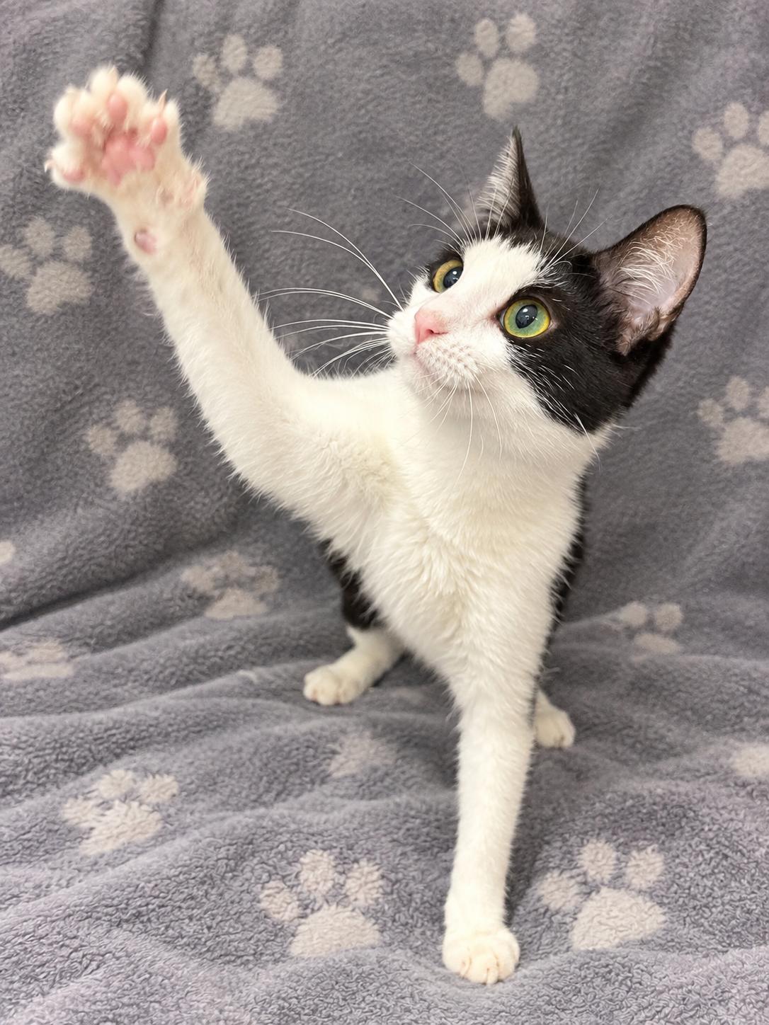 Enlarge TRIX, a Adopted Domestic Short Hair in Tillsonburg, ON image 2/4