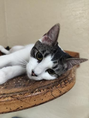 Tina, Adoptable, Adult Female Tabby.