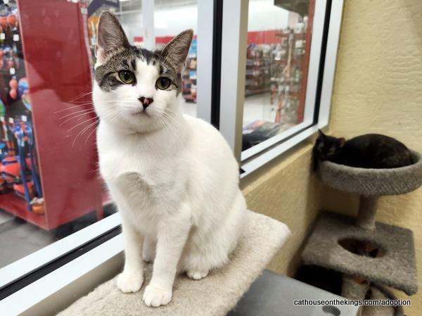 Enlarge Tina, a Adoptable Tabby in Parlier, CA image 2/6
