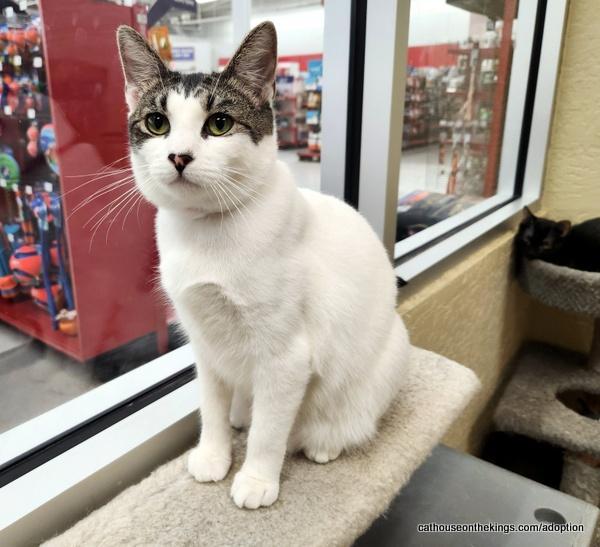 Enlarge Tina, a Adoptable Tabby in Parlier, CA image 3/6