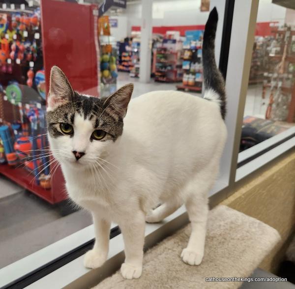 Enlarge Tina, a Adoptable Tabby in Parlier, CA image 4/6