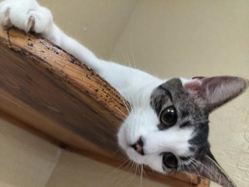Enlarge Tina, a Adoptable Tabby in Parlier, CA image 5/6