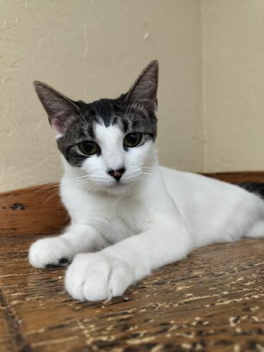 Enlarge Tina, a Adoptable Tabby in Parlier, CA image 6/6