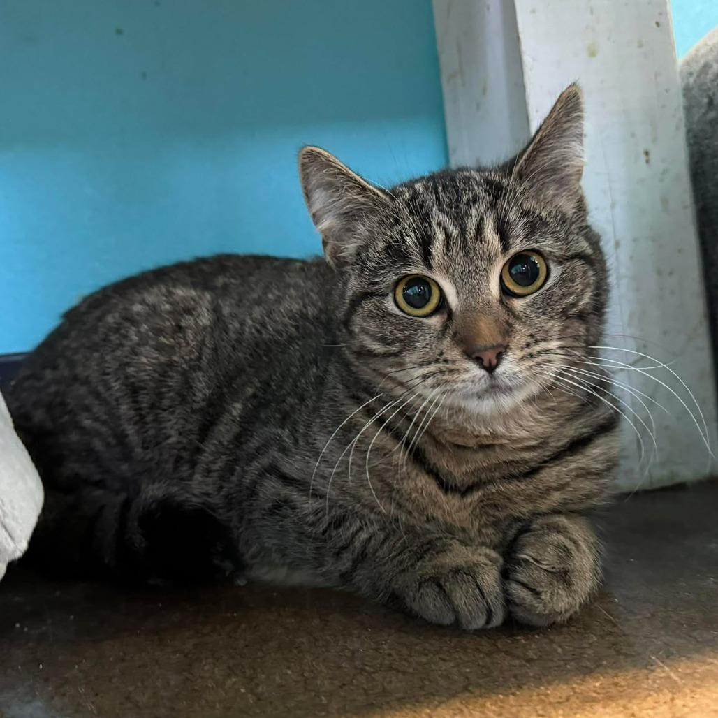 Enlarge Jo, a Adoptable Domestic Short Hair in Edwardsville, IL image 1/2