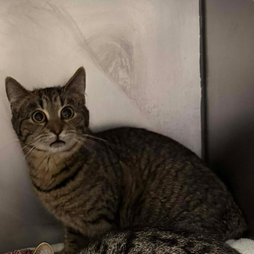 Enlarge Jo, a Adoptable Domestic Short Hair in Edwardsville, IL image 2/2