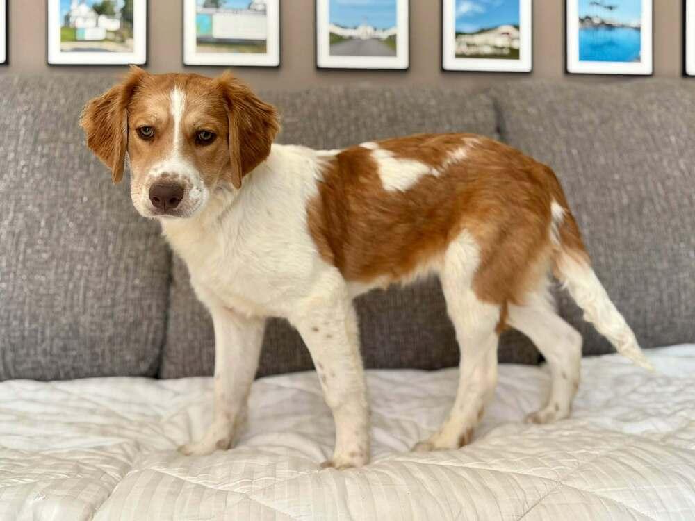 Shrimp, Adoptable, Puppy Female German Shorthaired Pointer.