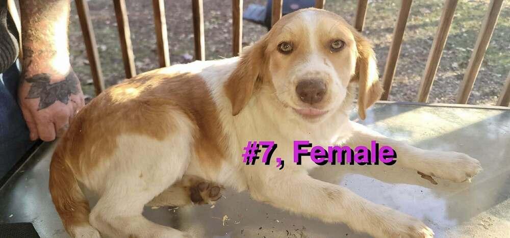 Enlarge Shrimp, a Adoptable mixed breed in New Baltimore, MI image 1/1