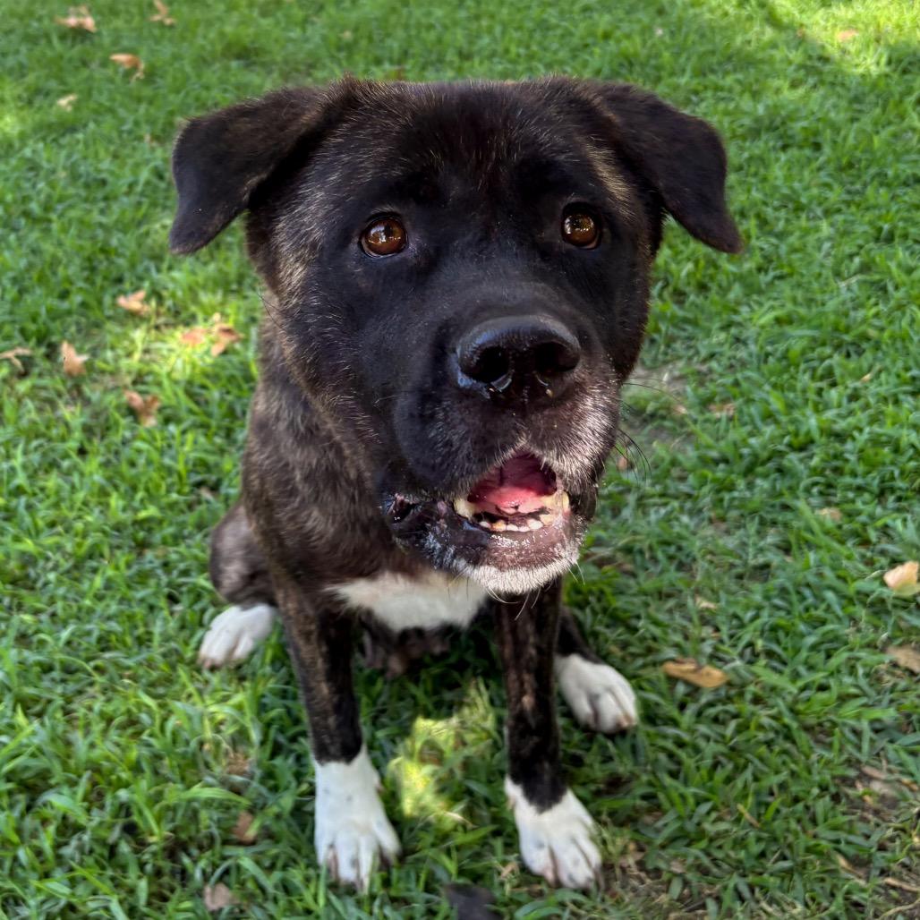 Kita, a Adoptable mixed breed in San Jacinto, CA image 1/6