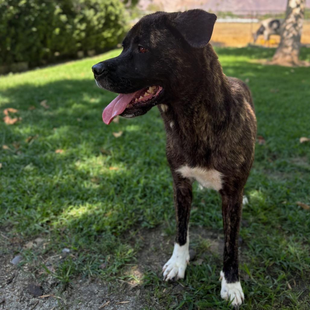 Kita, a Adoptable mixed breed in San Jacinto, CA image 2/6