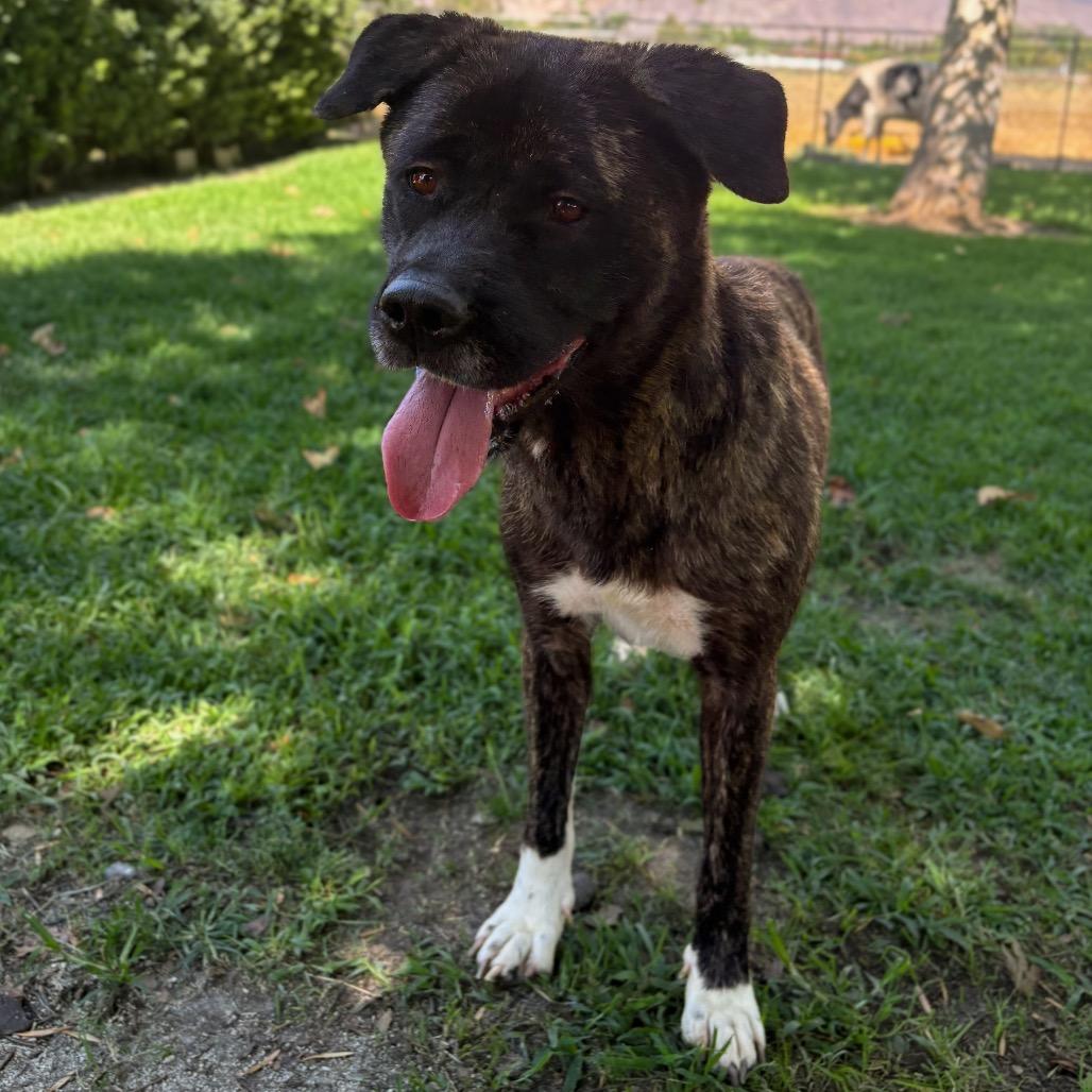 Kita, a Adoptable mixed breed in San Jacinto, CA image 3/6