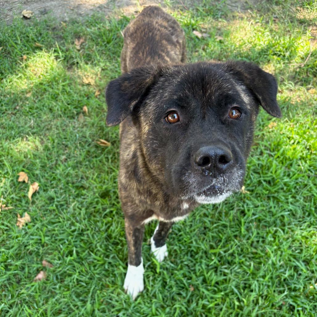 Kita, a Adoptable mixed breed in San Jacinto, CA image 4/6