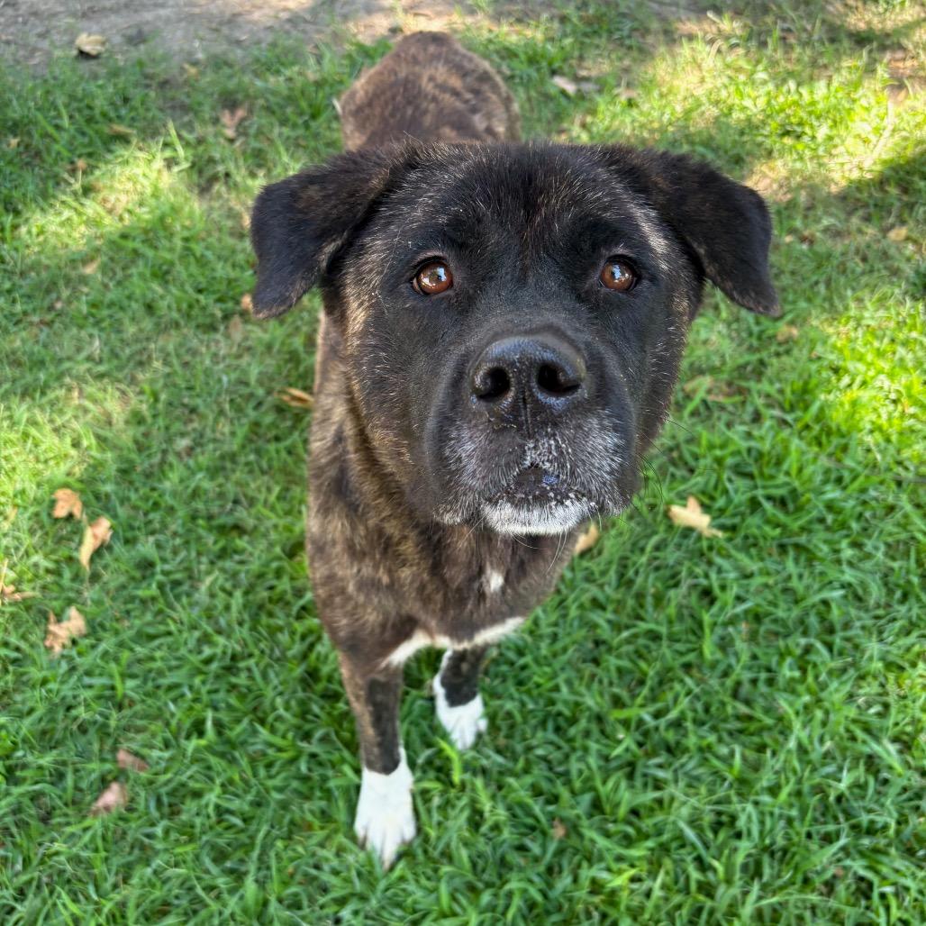 Kita, a Adoptable mixed breed in San Jacinto, CA image 4/6
