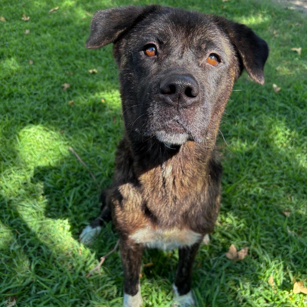 Kita, a Adoptable mixed breed in San Jacinto, CA image 5/6