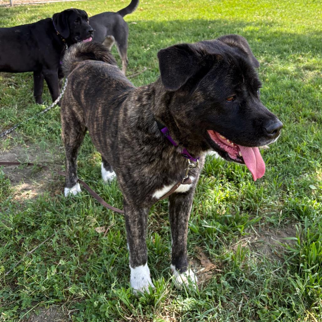 Enlarge Kita, a Adoptable mixed breed in San Jacinto, CA image 5/6