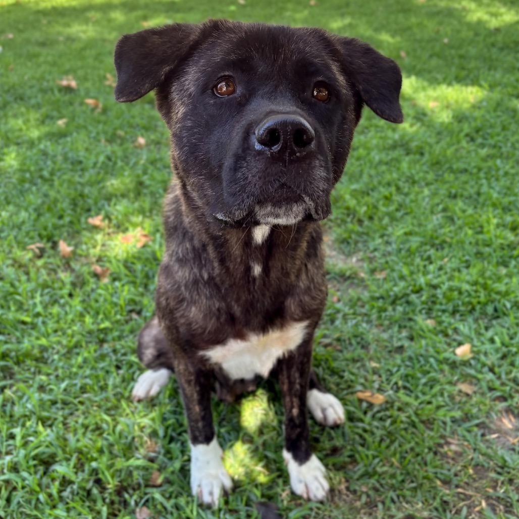 Kita, a Adoptable mixed breed in San Jacinto, CA image 6/6