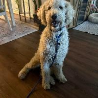Remi, ADOPTABLE, Adult Male Standard Poodle.