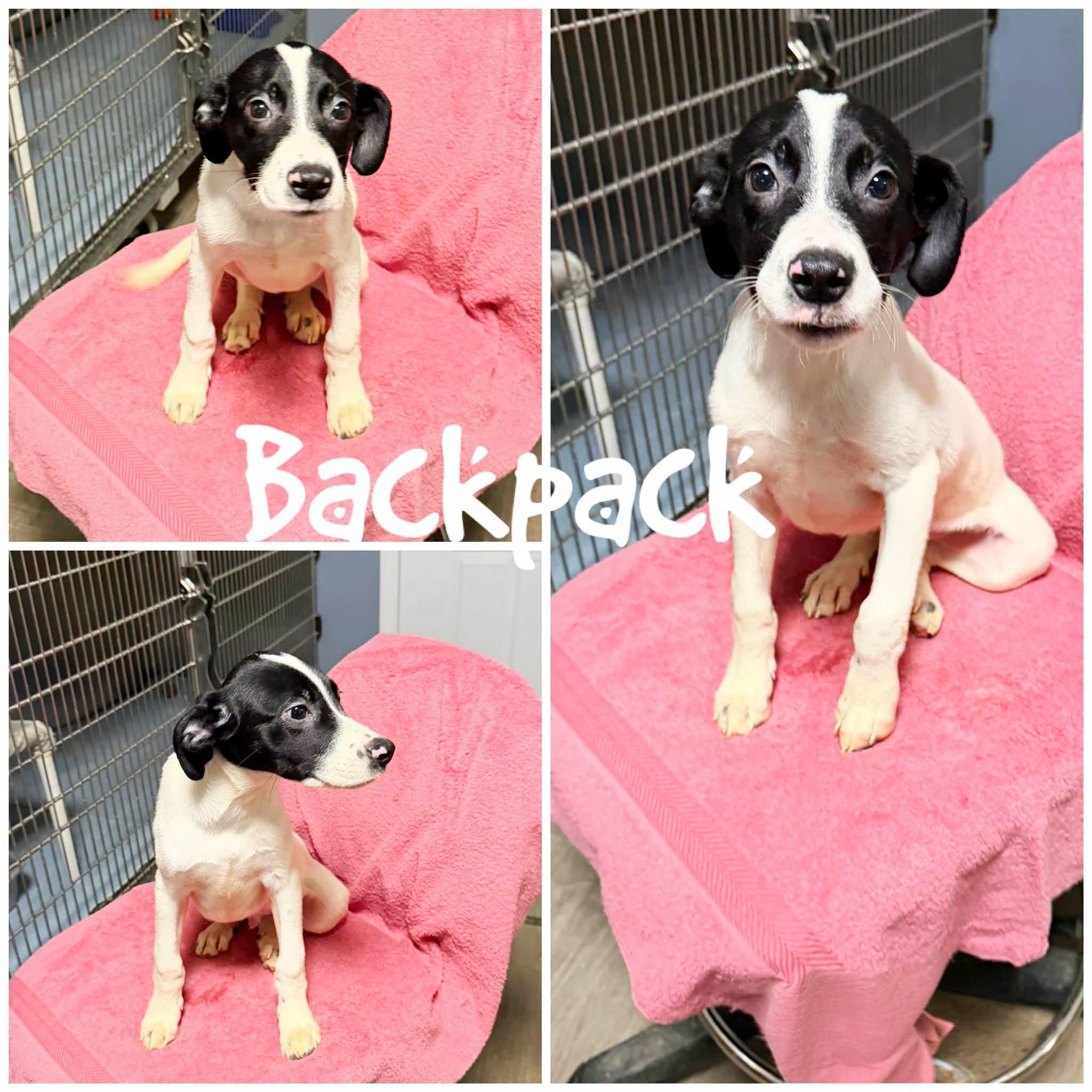 Backpack, Adoptable, Young Male Border Collie.