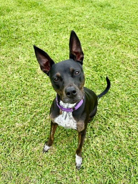 DAISEY, Adoptable, Young Female Labrador Retriever.