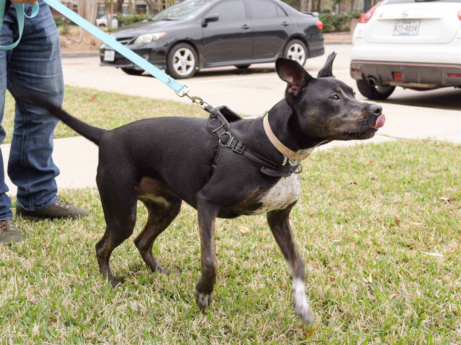Enlarge DAISEY, a Adoptable mixed breed in Katy, TX image 1/7