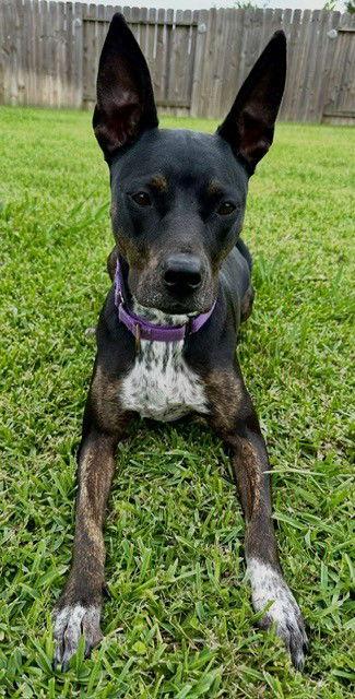 Enlarge DAISEY, a Adopted Labrador Retriever in Katy, TX image 2/3