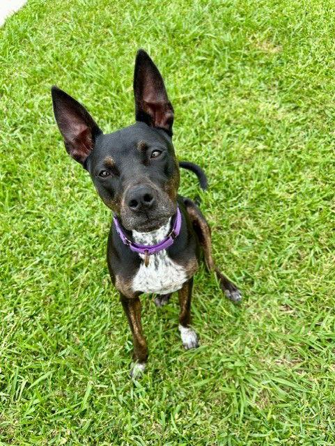 Enlarge DAISEY, a Adopted Labrador Retriever in Katy, TX image 3/3