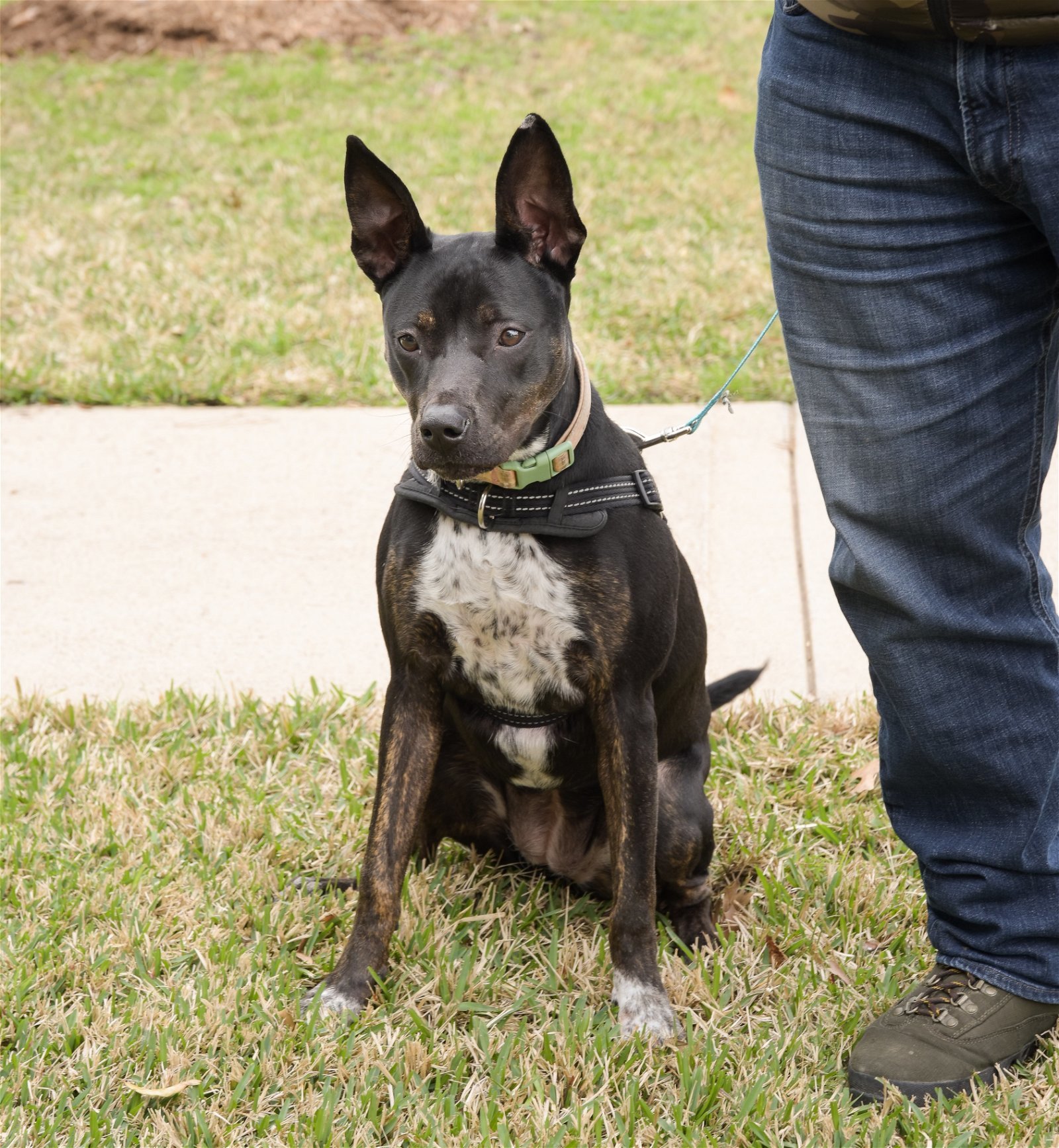 Enlarge DAISEY, a Adoptable mixed breed in Katy, TX image 2/7