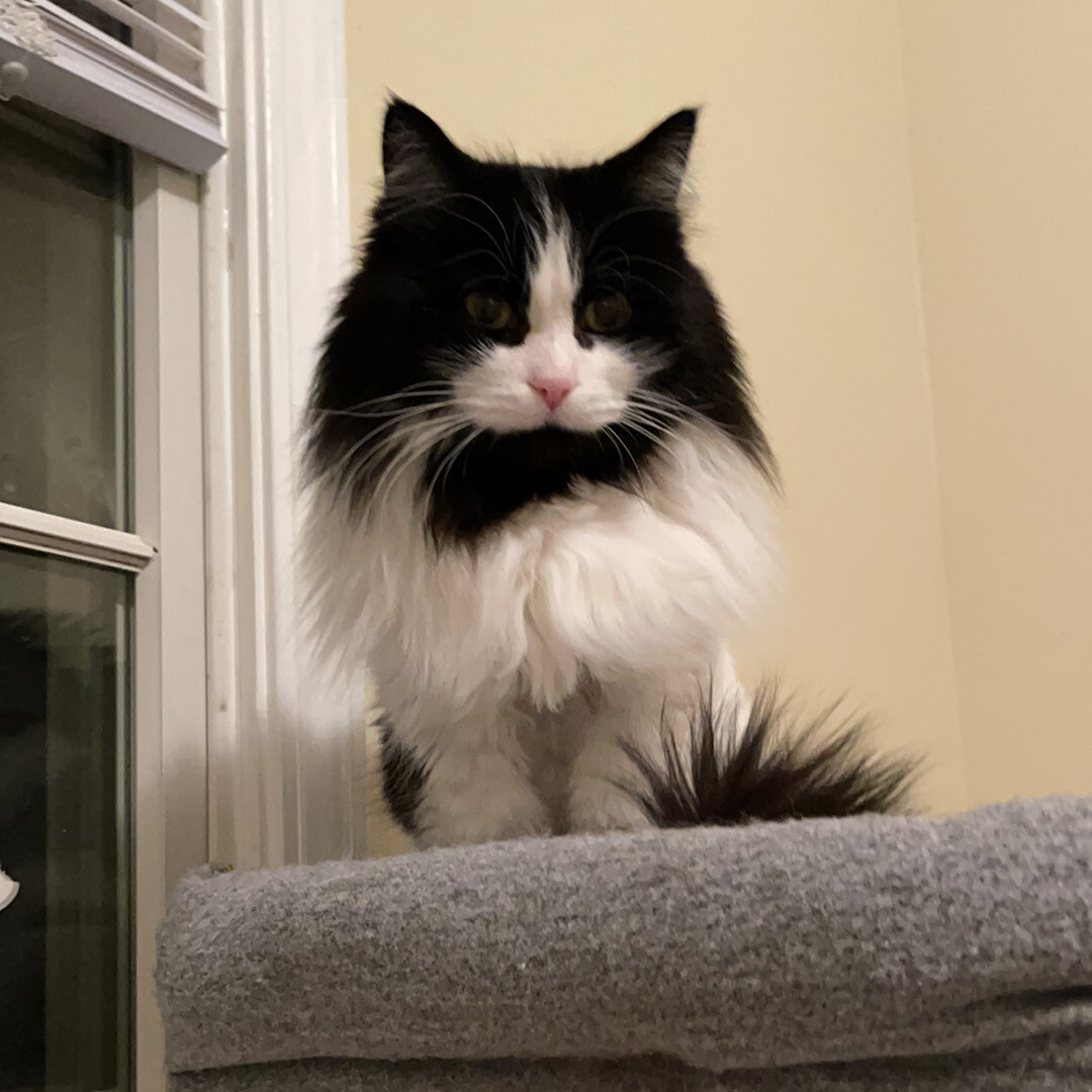 Cat for adoption Gramps, a Domestic Long Hair in Kalamazoo, MI