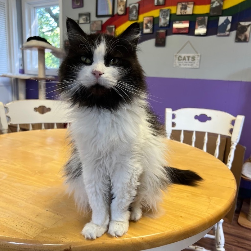 Cat for adoption Gramps, a Domestic Long Hair in Kalamazoo, MI