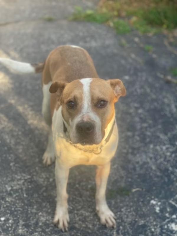 Lonnie, Adoptable, Adult Male Mixed Breed.