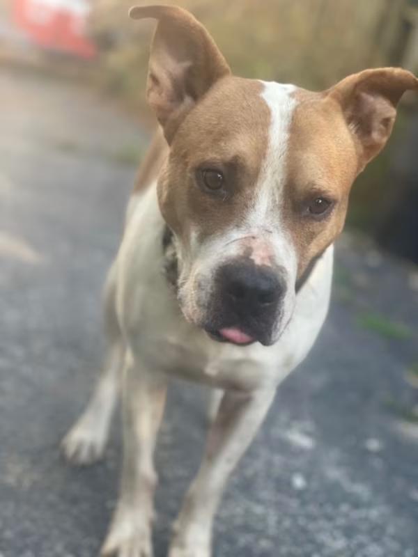 Enlarge Lonnie, a Adoptable Mixed Breed in Northlake, IL image 2/2