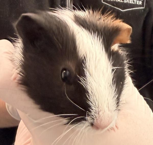 Jim, Adoptable, Baby Male Guinea Pig.