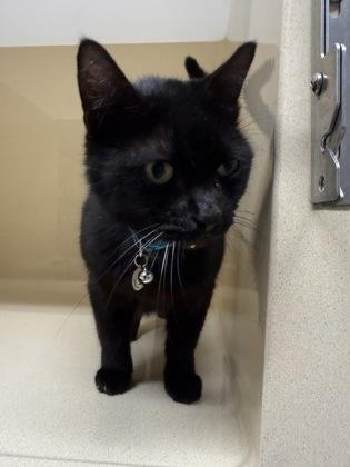 Tator, Adoptable, Senior Male Domestic Short Hair & Domestic Short Hair.