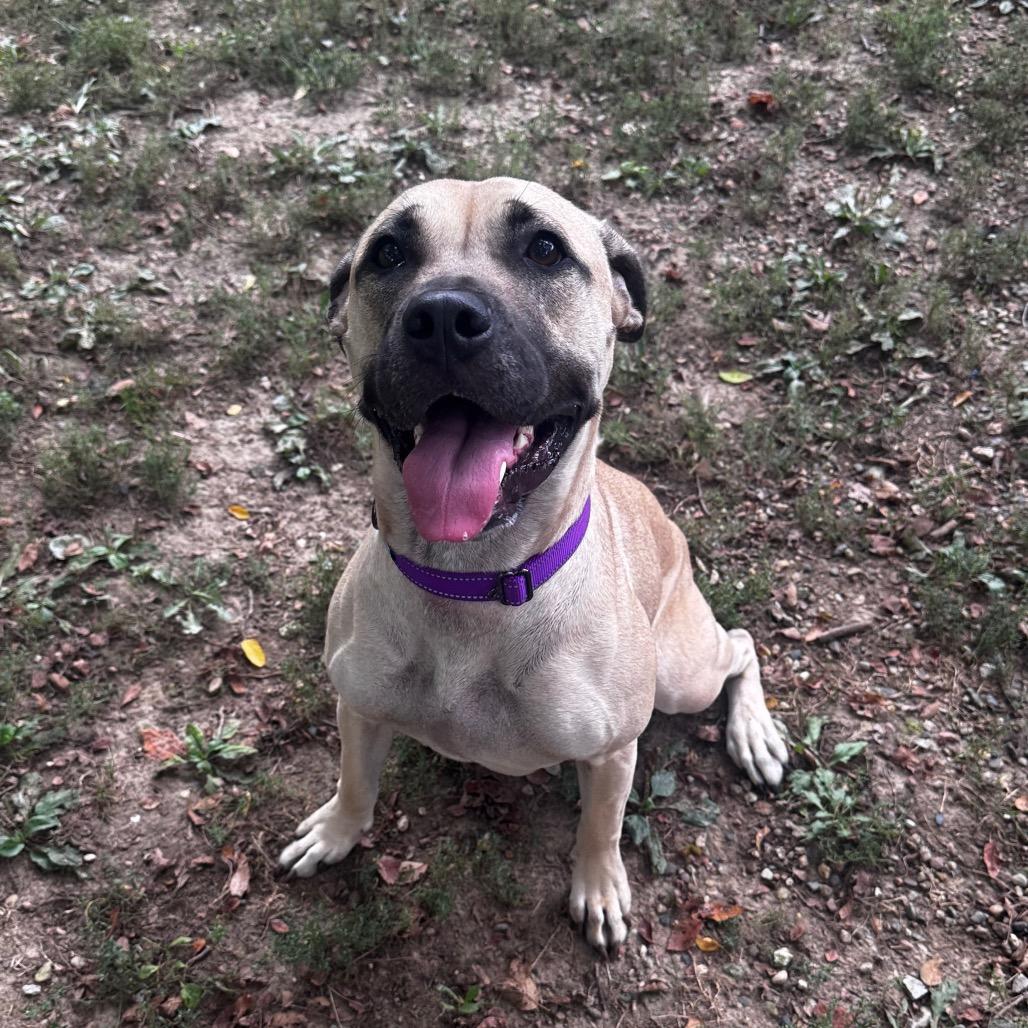 Sunny, a ADOPTABLE mixed breed image 1/2