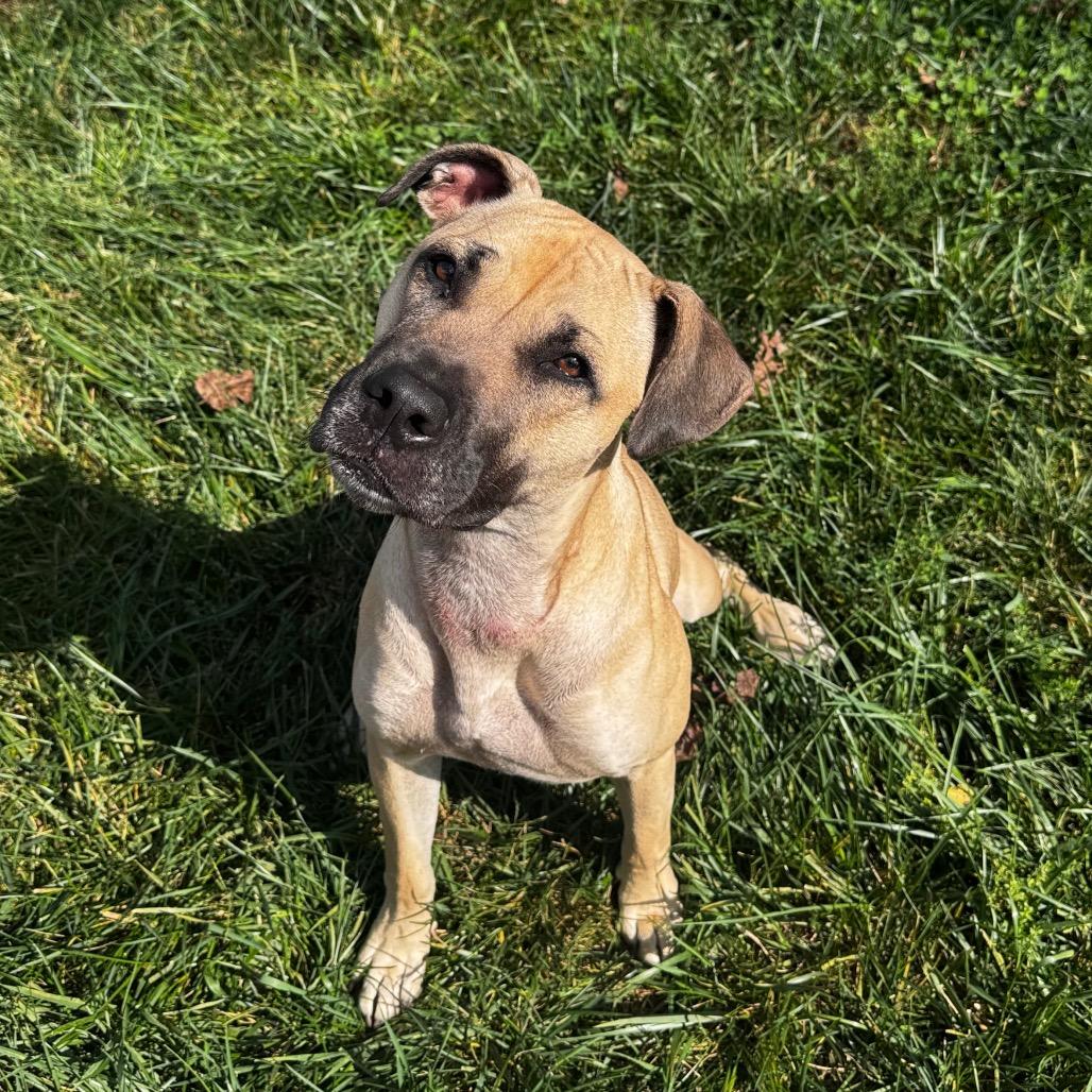 Sunny, a ADOPTABLE mixed breed image 2/2