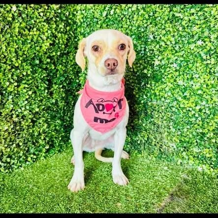 Enlarge ELLE, a Adoptable mixed breed in Langley, BC image 6/6