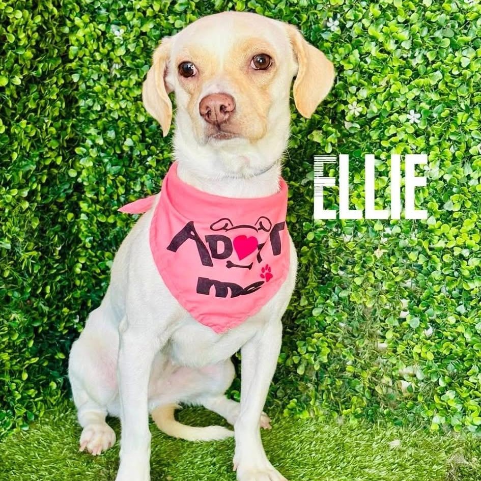 Enlarge ELLE, a Adoptable mixed breed in Langley, BC image 4/6