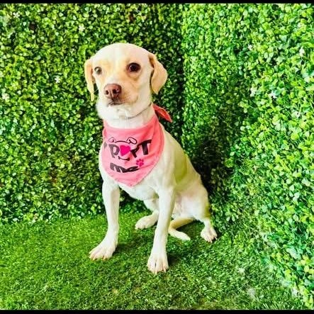 Enlarge ELLE, a Adoptable mixed breed in Langley, BC image 2/6