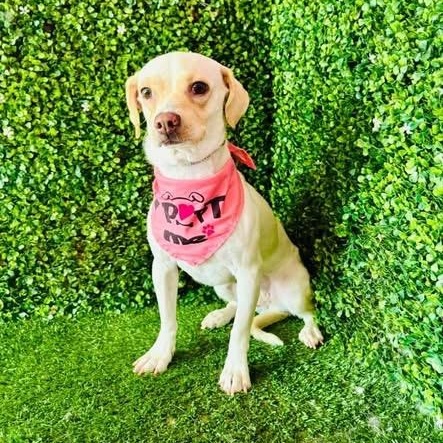 Enlarge ELLE, a Adoptable mixed breed in Langley, BC image 5/6