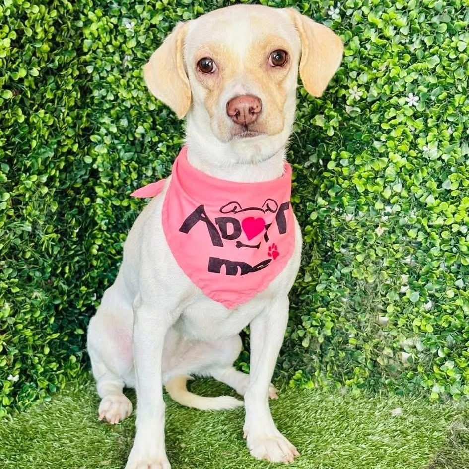 ELLE, Adoptable, Young Female Chihuahua.