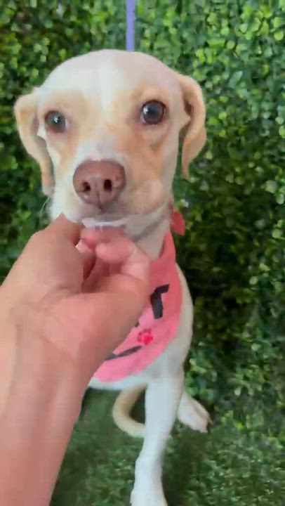 Enlarge ELLE, a Adoptable mixed breed in Langley, BC video 3/6