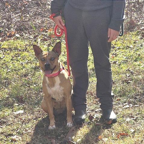 Enlarge Persephone, a Adoptable Mixed Breed in Chattanooga, TN image 1/6