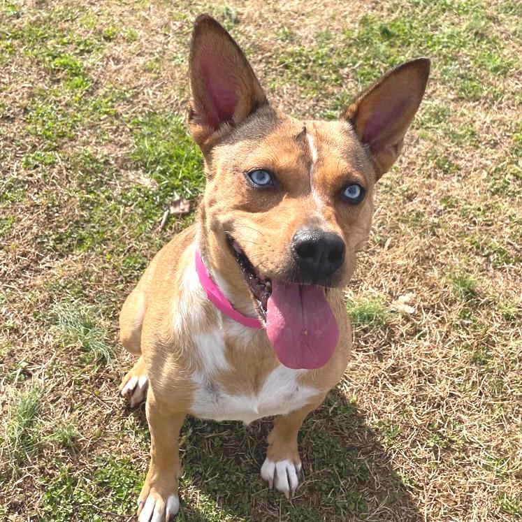 Enlarge Persephone, a Adoptable Mixed Breed in Chattanooga, TN image 2/6