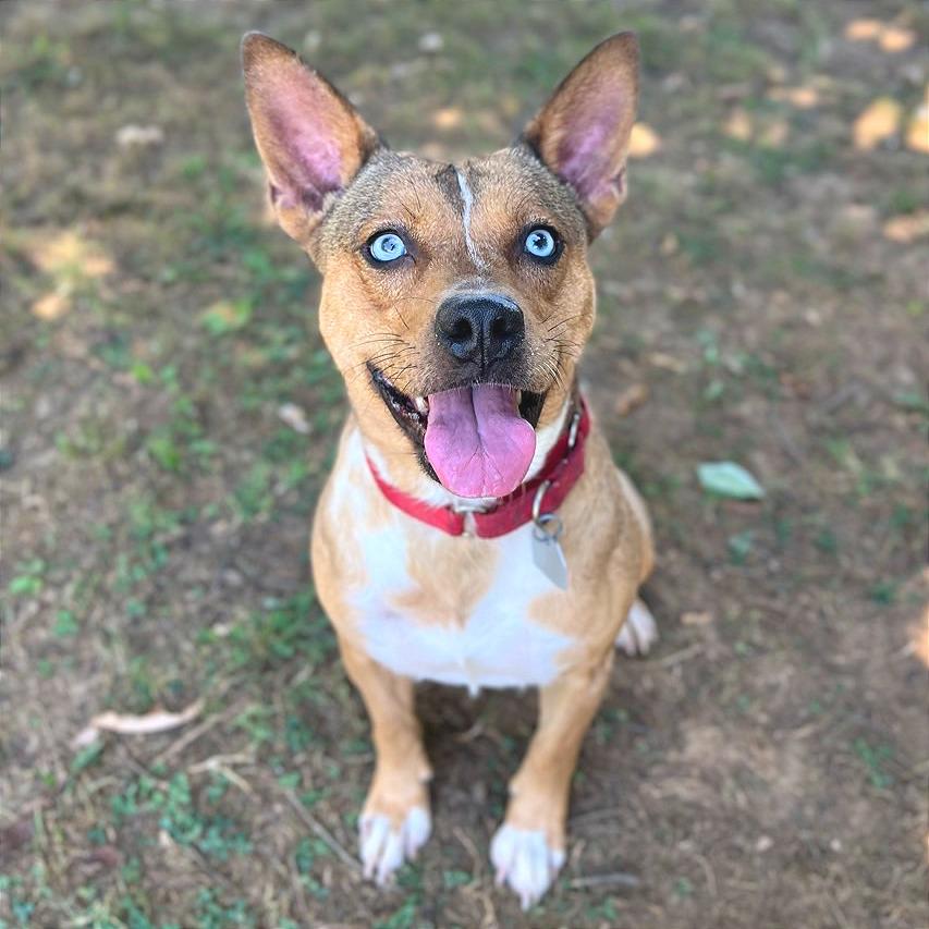 Enlarge Persephone, a Adoptable Mixed Breed in Chattanooga, TN image 3/6