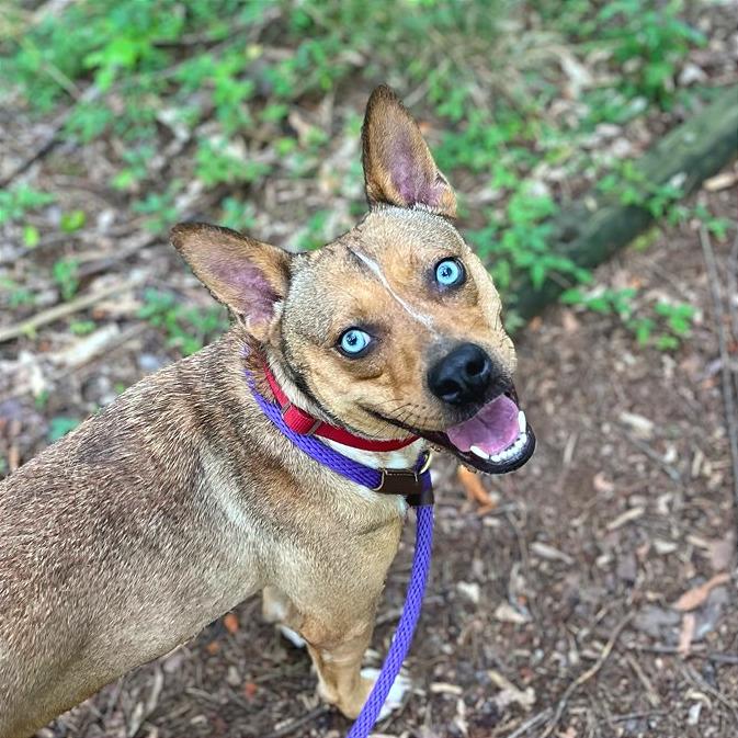 Enlarge Persephone, a Adoptable Mixed Breed in Chattanooga, TN image 4/6